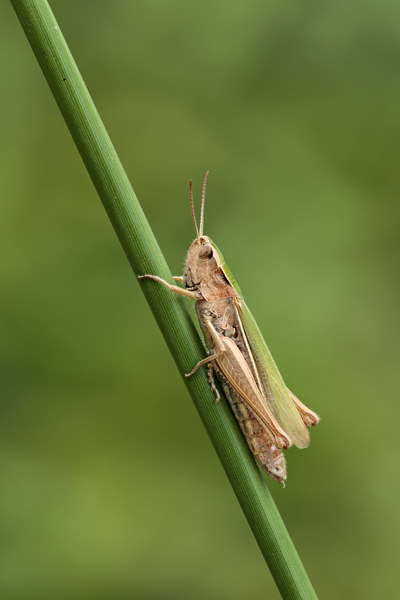 Lesser Marsh Grasshopper 6